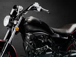 Eider Ruddy Close-up Shot