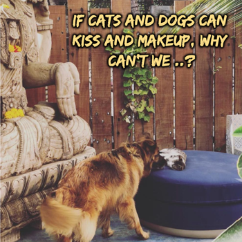 Love Wishes: If cats and dogs can