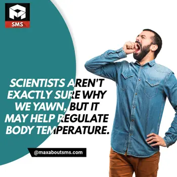 Human Body Facts Wishes: Yawning is Good for 