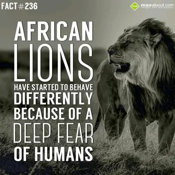 Animal Facts Wishes: African lions have s