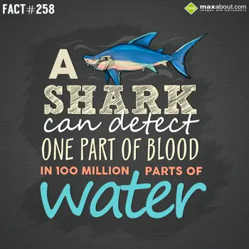 Animal Facts Wishes: A Shark can detect o