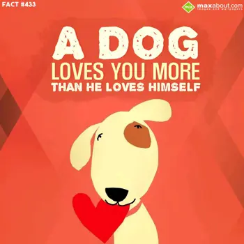 Animal Facts Wishes: A dog loves you more