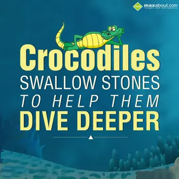 Animal Facts Wishes: Crocodiles swallow s