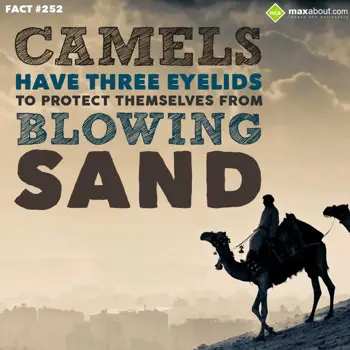 Animal Facts Wishes: Camels have three Ey