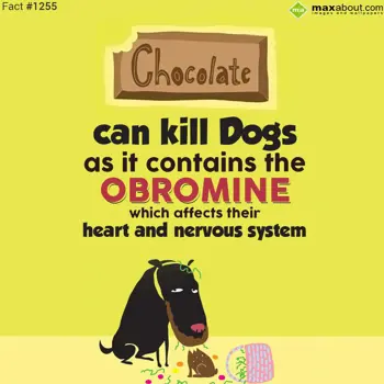 Facts Wishes: Chocolate can kill d