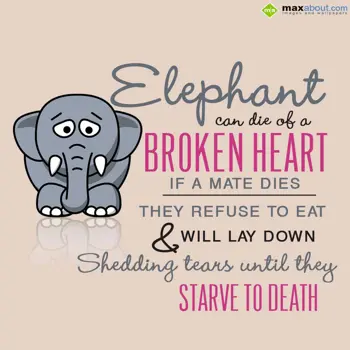 Animal Facts Wishes: Elephant can die of 