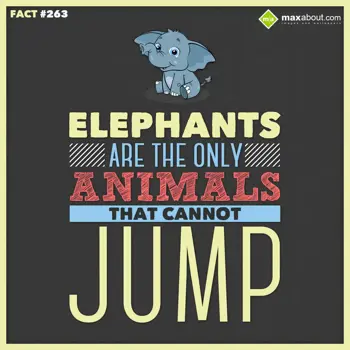 Animal Facts Wishes: Elephants are the on