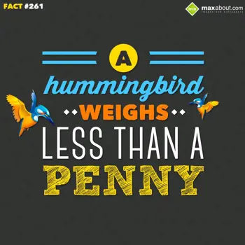 Animal Facts Wishes: Hummingbird weighs l