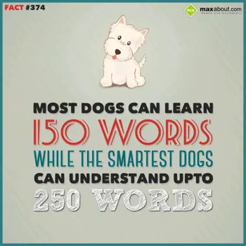 Animal Facts Wishes: Moist dogs can learn