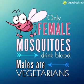 Animal Facts Wishes: Only female mosquito