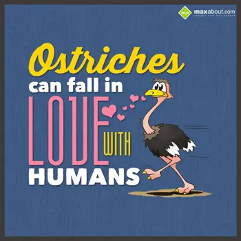 Miscellaneous Facts Wishes: Ostriches can fall i