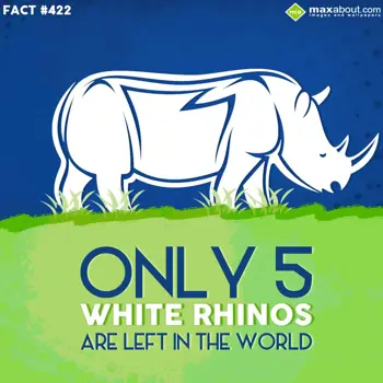 Animal Facts Wishes: Only 5 White Rhinos 