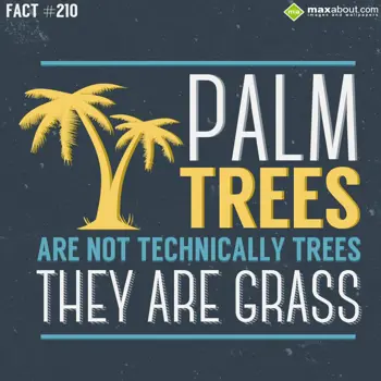 Miscellaneous Facts Wishes: Palm trees are not t