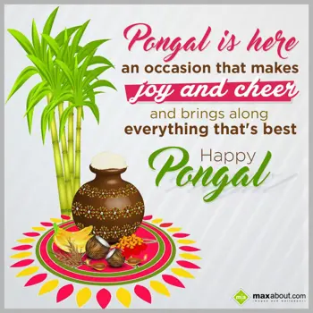 Pongal Greetings Wishes: Pongal is here,
An 