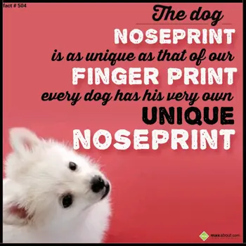 Animal Facts Wishes: The dog noseprint is