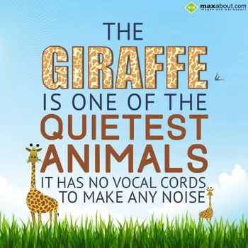 Animal Facts Wishes: The giraffe is one o