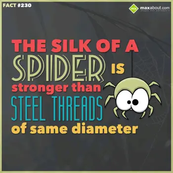 Animal Facts Wishes: The silk of a spider