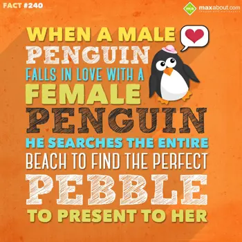 Love Facts Wishes: When a male penguin 