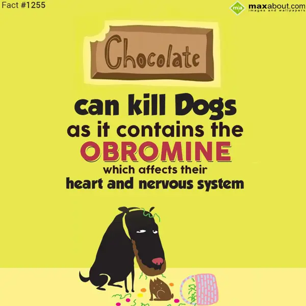 Facts Greetings Wishes: Chocolate can kill d