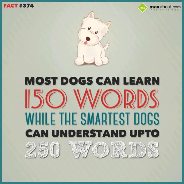 Animal Facts Greetings Wishes: Moist dogs can learn