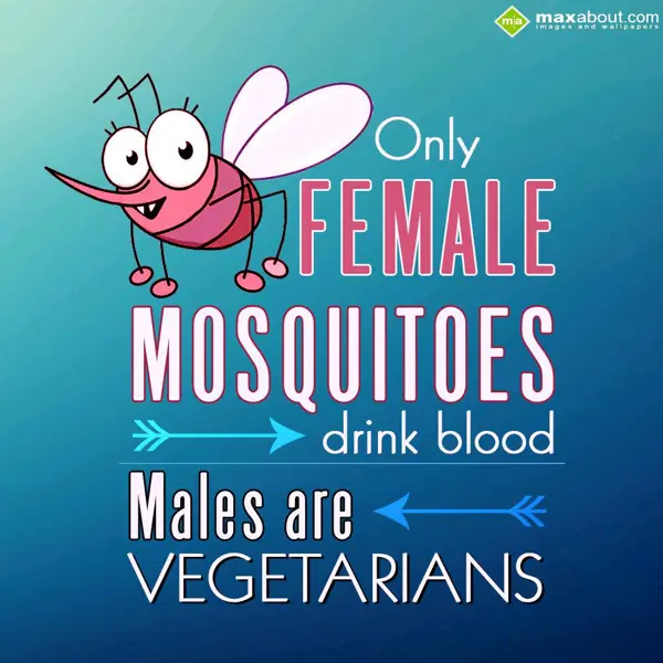 Animal Facts Greetings Wishes: Only female mosquito