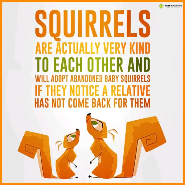 Animal Facts Greetings Wishes: Squirrels are actual