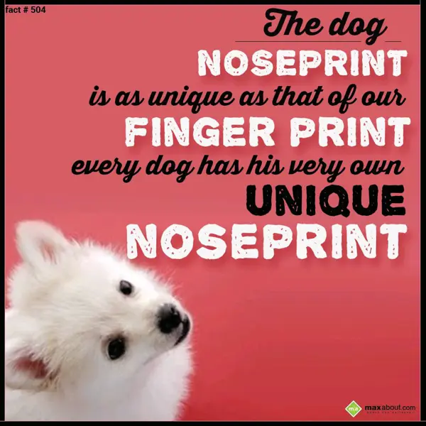 Animal Facts Greetings Wishes: The dog noseprint is