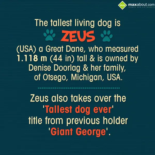 Animal Facts Greetings Wishes: The tallest living d