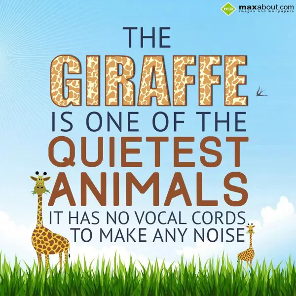 Animal Facts Greetings Wishes: The giraffe is one o